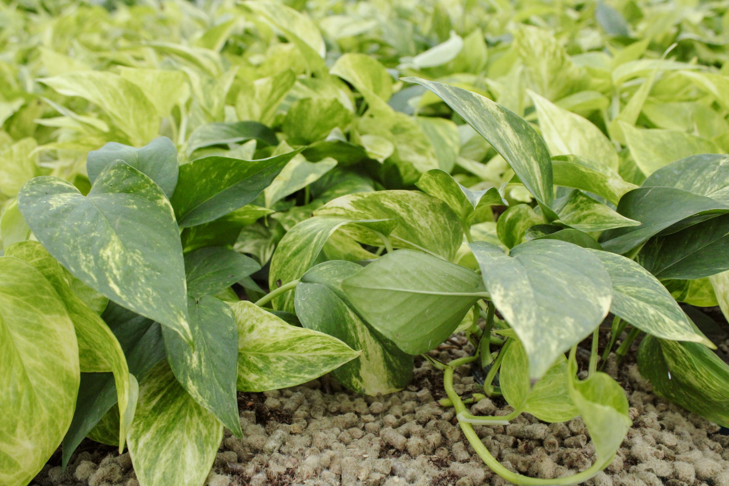 Wool Pellets - Image 2